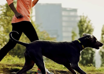 Köpeğiniz ile Koşun