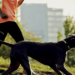 Köpeğiniz ile Koşun