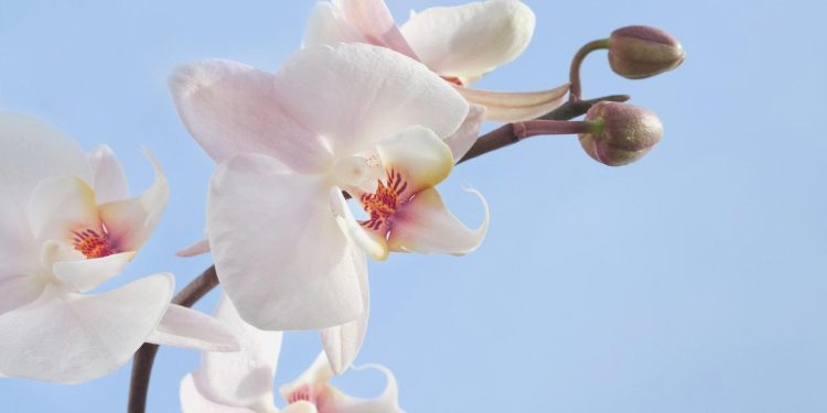 Adeta Altın Değerinde! Yasal Yoldan Salep Soğanı Nasıl Üretilir, Satılır?