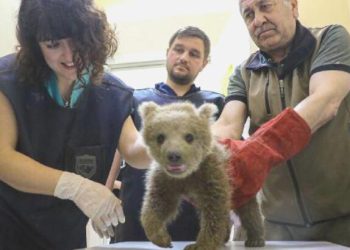 Ayağı kırılan yavru ayıyı ‘kurtarma operasyonu’