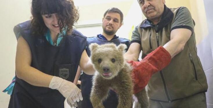 Ayağı kırılan yavru ayıyı ‘kurtarma operasyonu’