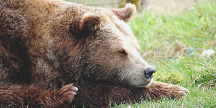 Beşerler da Kış Uykusuna Yatabilecek… Bilim İnsanları Bu Teknolojiyi Üretmeyi Başardı