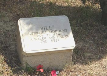 Çanakkale Savaşları’nda ismine mezar taşı olan tek savaş atı: ‘Bill’