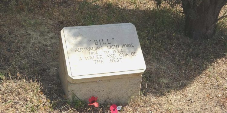 Çanakkale Savaşları’nda ismine mezar taşı olan tek savaş atı: ‘Bill’