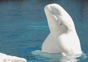 ‘Casus balina’ İsveç kıyılarında görüldü, Moskova yorum yapmadı