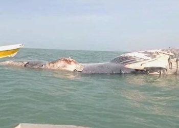 Dev meyyit balina kıyıya vurdu! Patlama riski nedeniyle halk bölgeye yaklaştırılmıyor