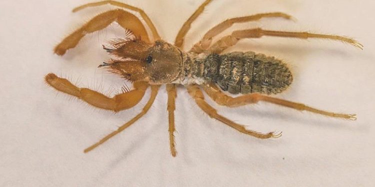 Hakkarili Örümcek Sarıkız, Cennet Cehennem Vadisi’nde Bulundu