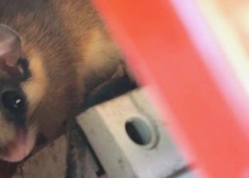 Jenerasyonu Tükenmek Üzereydi, Bolu’da Ortaya Çıktı