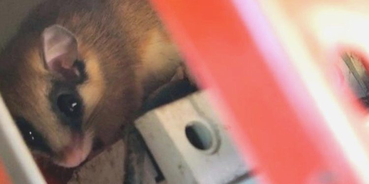 Jenerasyonu Tükenmek Üzereydi, Bolu’da Ortaya Çıktı