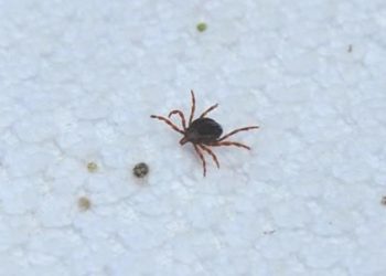 Kene kâbusu başladı! Bir kişi hayatını kaybetti