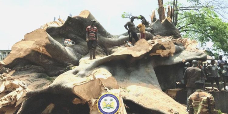 Kent etrafına kurulmuştu! 200 yaşında… Devasa ağaç fırtınaya direnemedi