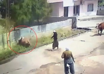 Mardin’de Elektrik Akımına Kapılan İnek Öldü, O Anlar Kamerada