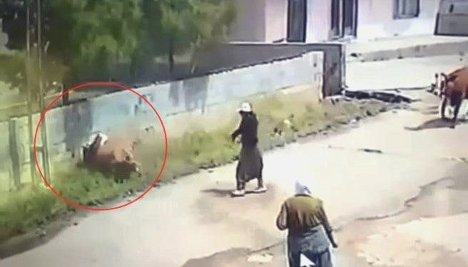 Mardin’de Elektrik Akımına Kapılan İnek Öldü, O Anlar Kamerada