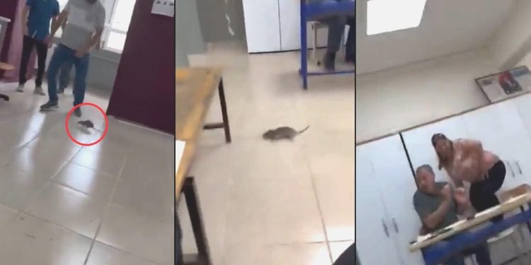 Oy kullanırken salonda fareyi görünce sıraların üzerine çıktılar! İşte o anlar…