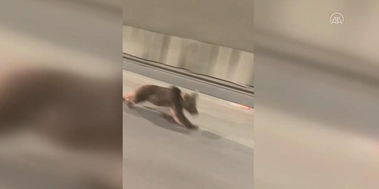 Rize’de tünelde bir ayı koşarken görüntülendi