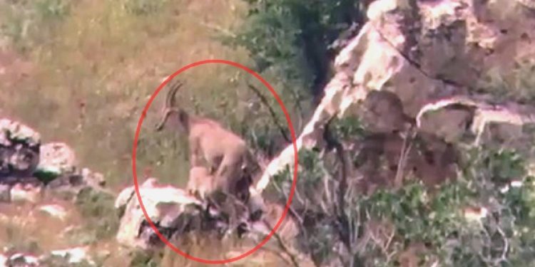 Yaban Keçisi, Yavrularını Emzirirken Görüntülendi