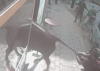 Yer Kırklareli: Boğa emlakçıya girdi, esnaf bakın nasıl çıkarmaya çalıştı…