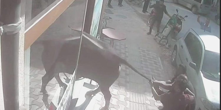 Yer Kırklareli: Boğa emlakçıya girdi, esnaf bakın nasıl çıkarmaya çalıştı…