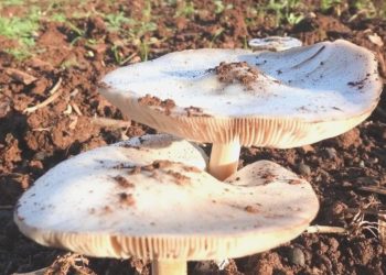 1 Meyyit 3 Ağır Bakım! Sebebi Mantar!