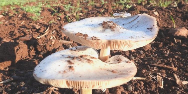 1 Meyyit 3 Ağır Bakım! Sebebi Mantar!