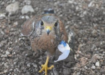 650 keklik tabiata bırakıldı