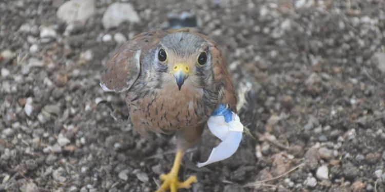 650 keklik tabiata bırakıldı