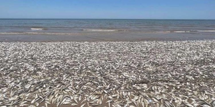 ABD’nin güney kıyılarında binlerce balık kıyıya vurdu