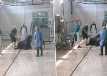 Adana’da hayvana şiddet uygulayan 2 zanlı 15 gün hayvan bakımevinde paklık yapacak