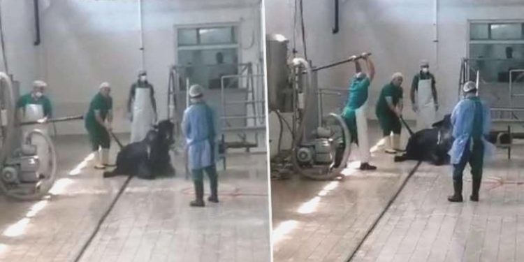 Adana’da hayvana şiddet uygulayan 2 zanlı 15 gün hayvan bakımevinde paklık yapacak