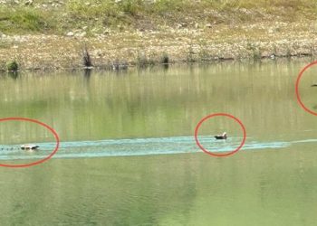 Angut kuşu ve 10 yavrusu tabiata bırakıldı