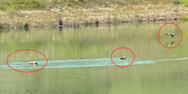 Angut kuşu ve 10 yavrusu tabiata bırakıldı