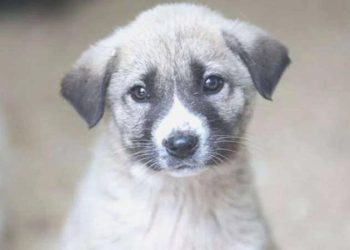 Ankara’da köpek katliamı