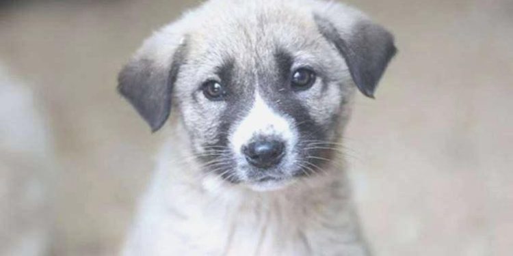 Ankara’da köpek katliamı