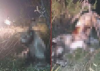 Ankara’da tüyler ürperten olay: 17 köpek ağaca asılmış halde bulundu