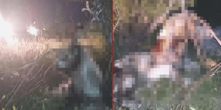 Ankara’da tüyler ürperten olay: 17 köpek ağaca asılmış halde bulundu