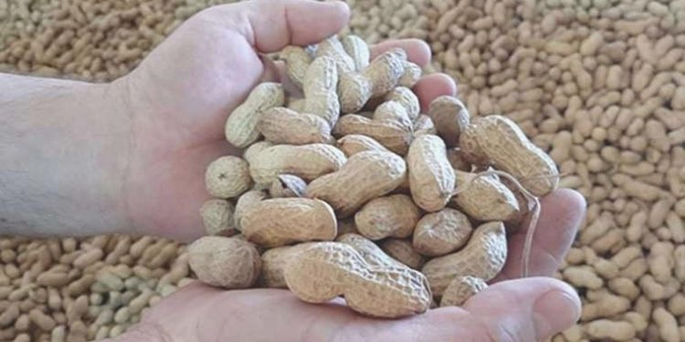 Araştırma: Yer fıstığı yaşlılıkta zihin sıhhatini müdafaaya yardımcı olabilir