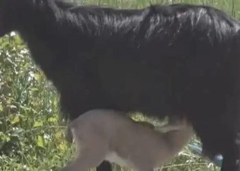 Askerlerin bulduğu yavru keçiye Halep keçisi bakıyor