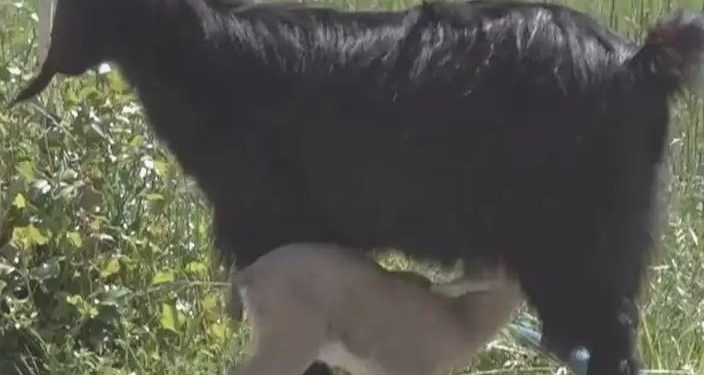 Askerlerin bulduğu yavru keçiye Halep keçisi bakıyor