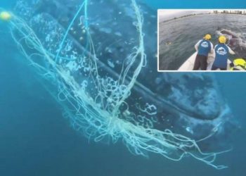 Avustralya’da balıkçı ağlarına takılan kambur balina bu türlü kurtarıldı