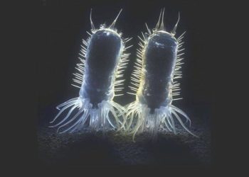 Avustralyalı bilim insanları ‘Dünya’daki mümkün birinci yırtıcı canlıyı’ keşfetti