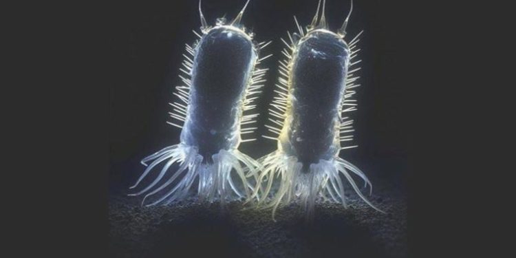 Avustralyalı bilim insanları ‘Dünya’daki mümkün birinci yırtıcı canlıyı’ keşfetti