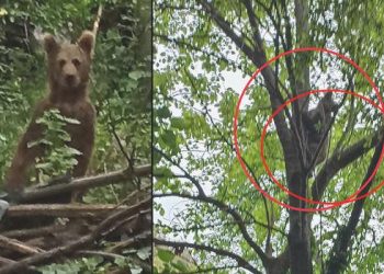 Bahçesine giren bozayıya ‘Fasulye de ye’ diye seslendi