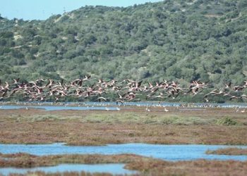 Bakanlıktan sulak alana hançer