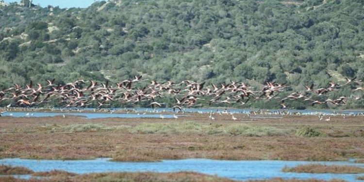 Bakanlıktan sulak alana hançer