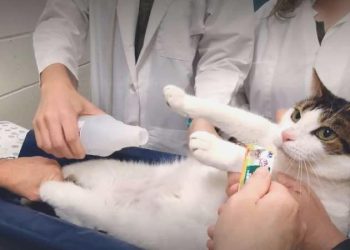 Bilim insanları duyurdu: Kedilere ameliyatsız kısırlaştırma