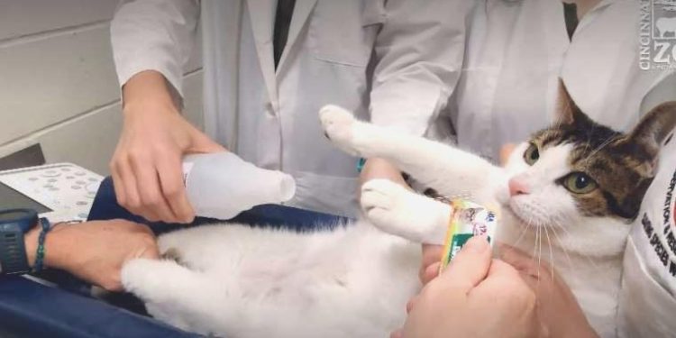 Bilim insanları duyurdu: Kedilere ameliyatsız kısırlaştırma