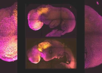 Bilim insanları, kök hücre kullanarak sentetik insan embriyoları oluşturdu