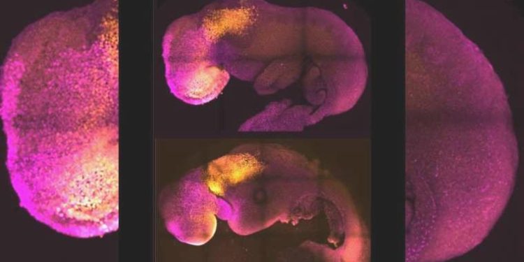 Bilim insanları, kök hücre kullanarak sentetik insan embriyoları oluşturdu