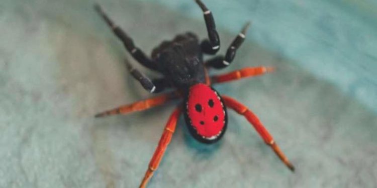 Birçok vilayette görülüyor… Profesörden ‘uğur böceği örümceği’ açıklaması