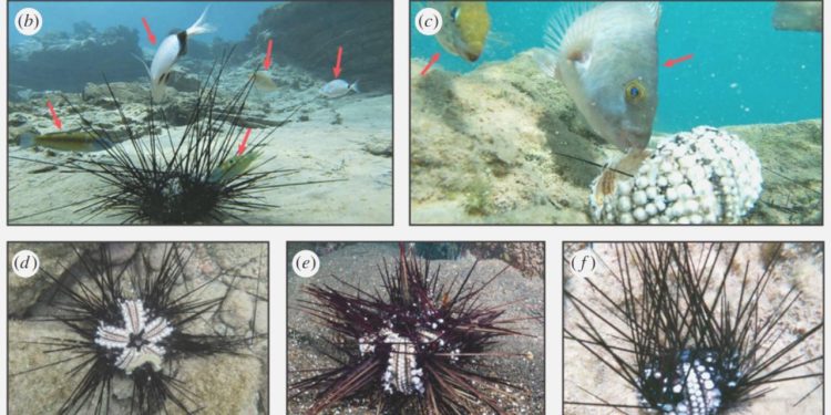 Birinci Kaş kıyılarında görüldü, tüm Doğu Akdeniz’i işgal etti! Kitlesel vefatlar başladı, 1000 km’den fazla alana yayılmış